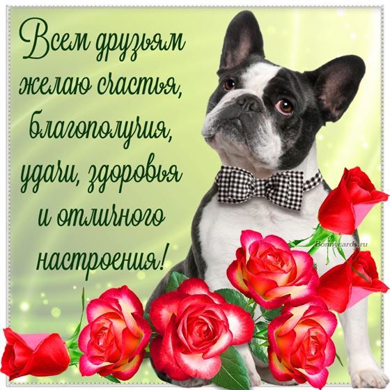 Всем друзьям желаю счастья 