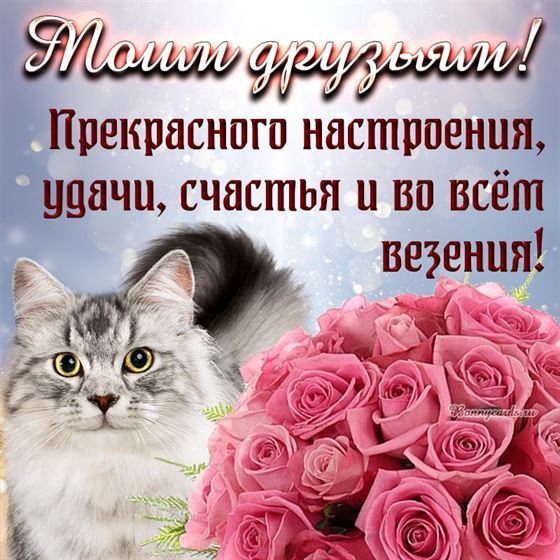 Оригинальная открытка друзьям с котиком