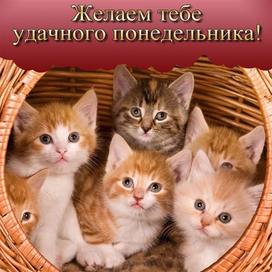 Котята желают удачного понедельника