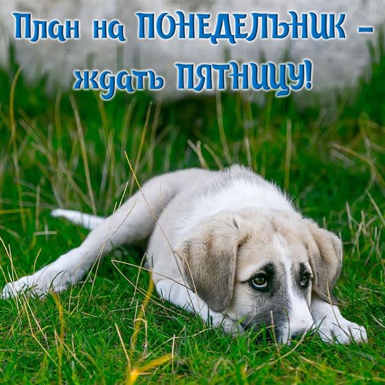 План на понедельник - ждать пятницу
