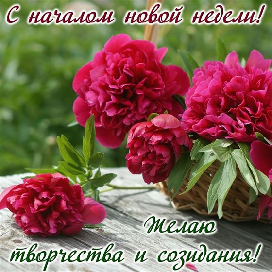 Чудные пионы на понедельник