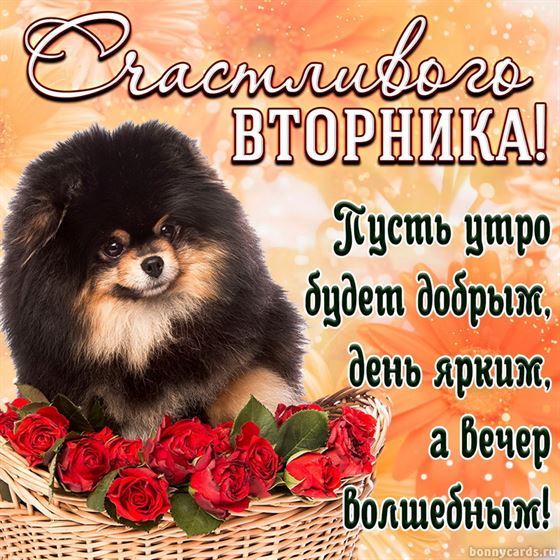 Открытка с собачкой на вторник