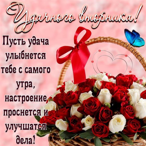 Картинка на вторник с корзиной роз