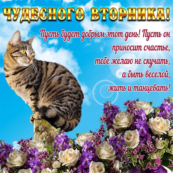 Открытка на вторник с котом и цветами