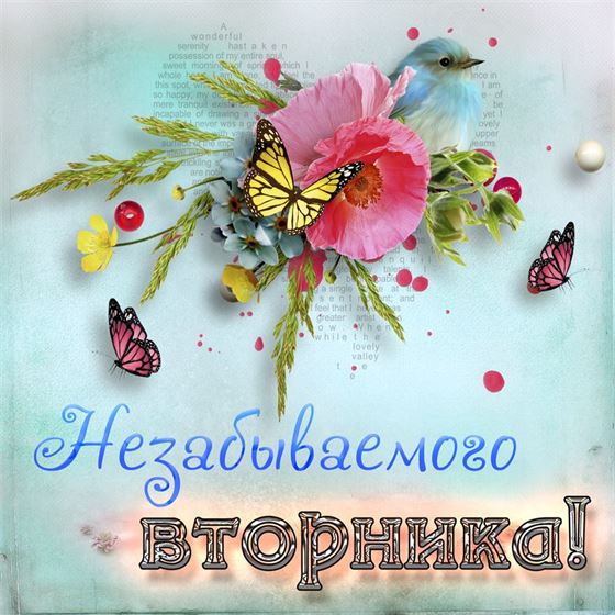 Картинка на вторник с цветком и бабочкой