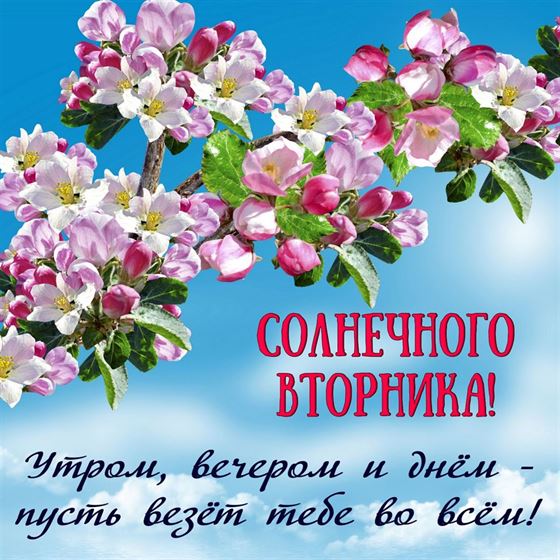 Красивая открытка на вторник с цветами яблони