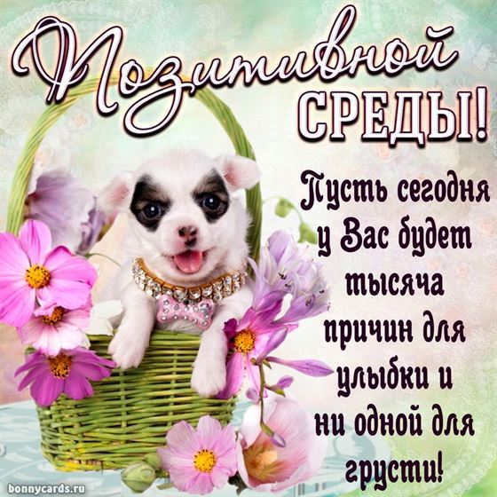 Оригинальная картинка с собачкой на среду