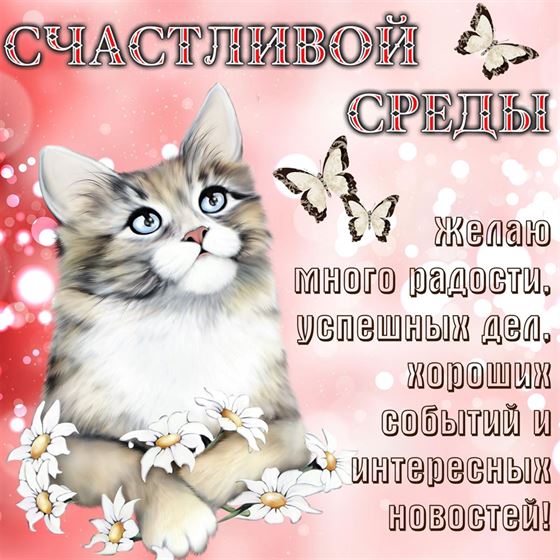 Милая открытка с котиком на среду