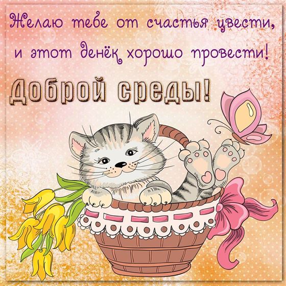 Доброе пожелание на среду с котиком