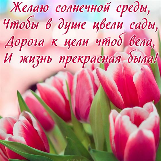 Красивая открытка на среду с тюльпанами