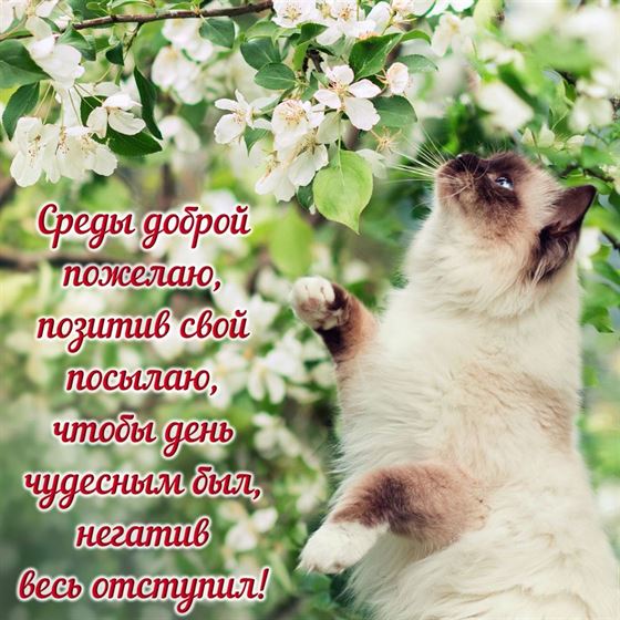 Трогательная открытка с котом на среду