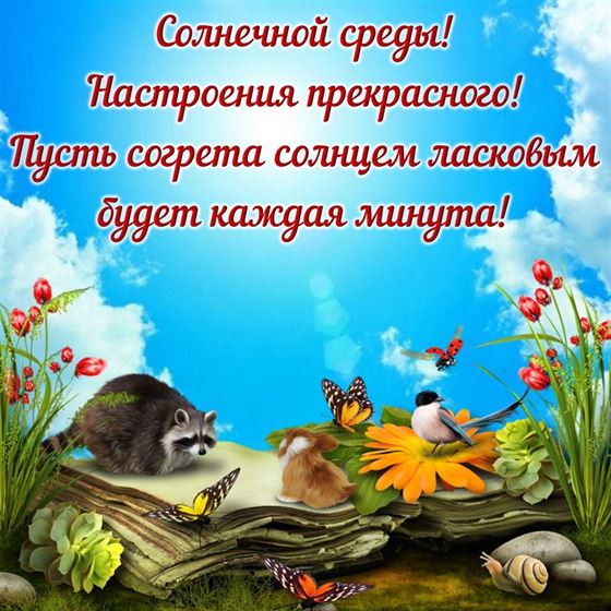 Открытка на среду с енотом