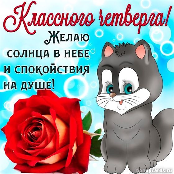 Оригинальная картинка с котом и розой на четверг
