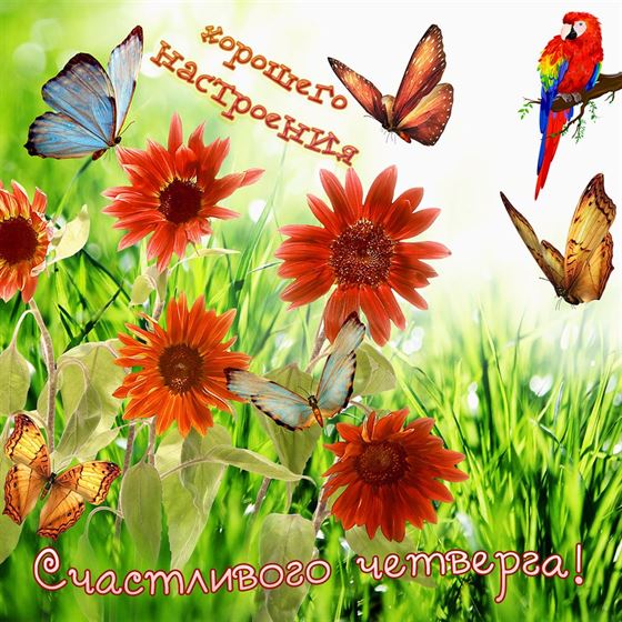 Необычная картинка с попугаем и цветами в четверг