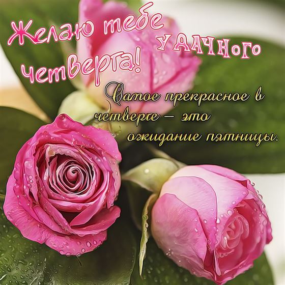Удачного четверга с розовыми розами