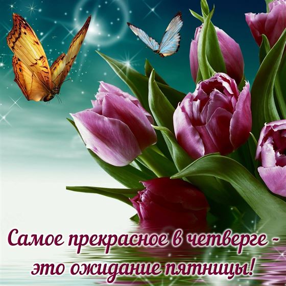 Красивые фиолетовые тюльпаны на четверг