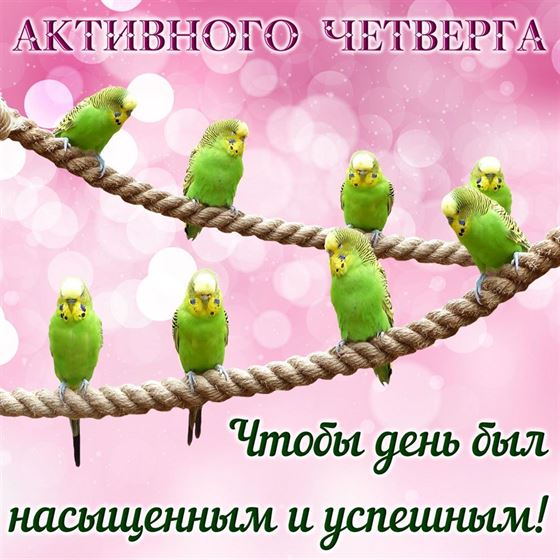 Оригинальная открытка с попугаями на четверг