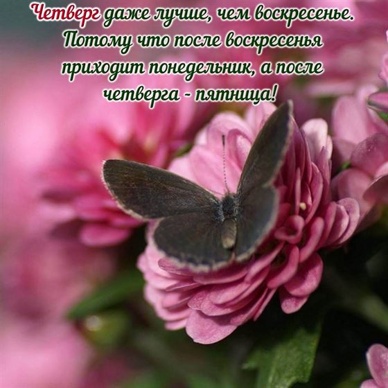 Красивая открытка с бабочкой на цветке на четверг