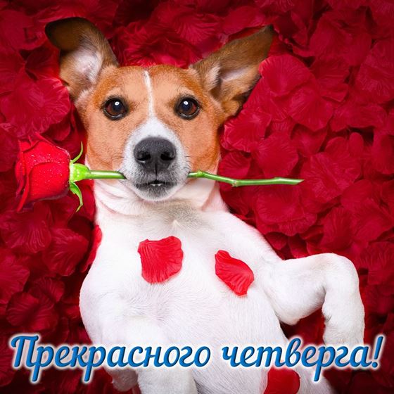 Прикольная картинка с собакой и розой на четверг