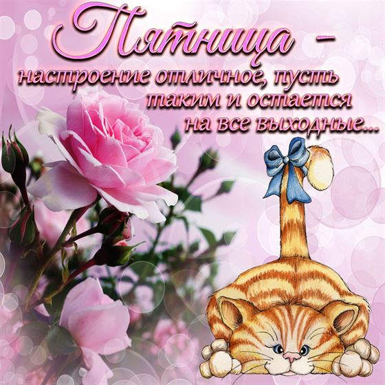 Прикольная картинка с котом и розами на пятницу