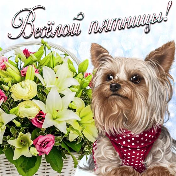 Прикольная открытка с собачкой и цветами на пятницу
