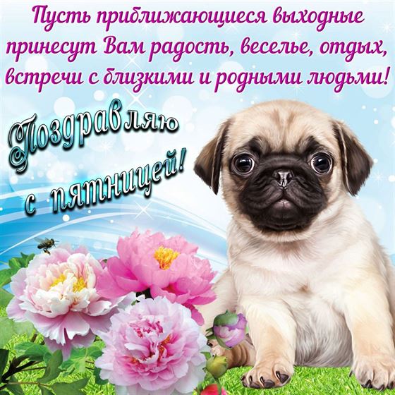 Красивая открытка на пятницу с мопсом