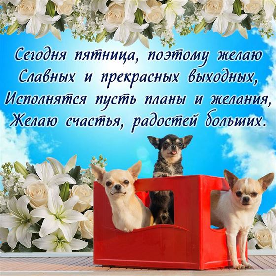 Оригинальная открытка с собачками на пятницу