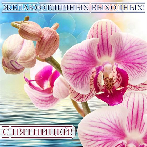 Орхидеи на фоне воды на пятницу
