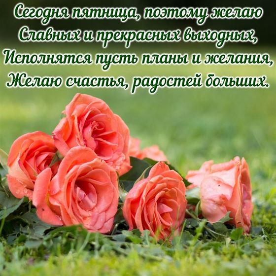 Нежные розы в траве на пятницу