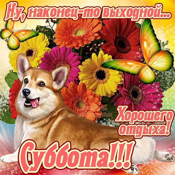 Прикольная картинка на субботу с собачкой и цветами