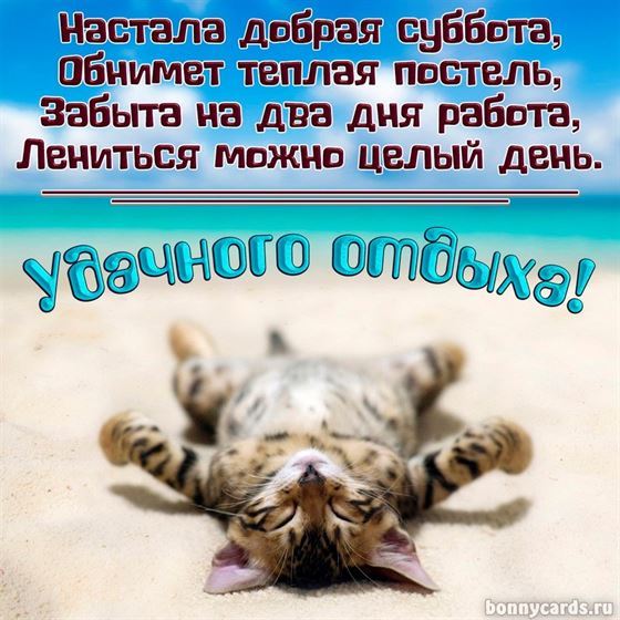 Прикольная картинка на субботу с котиком на пляже