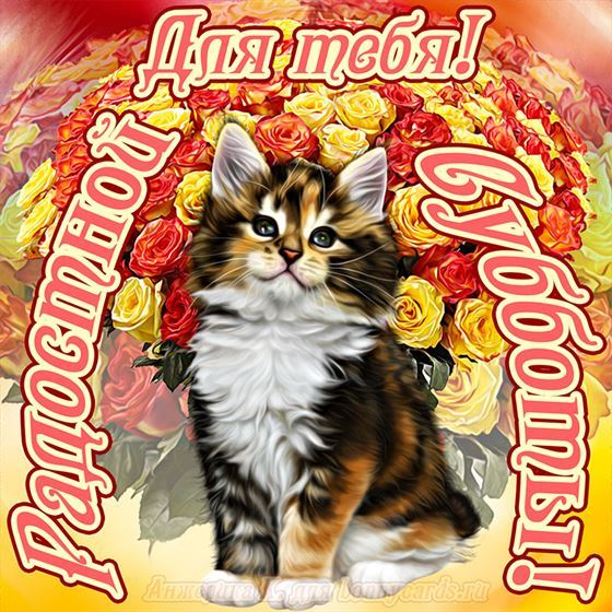 Открытка на субботу с котенком