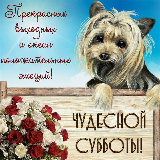 Красивая открытка с собачкой на субботу