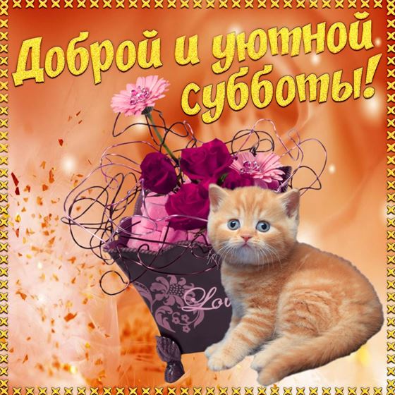 Открытка с котиком и цветами на субботу