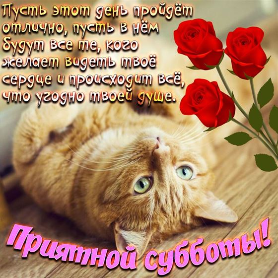 Забавная открытка с рыжим котом