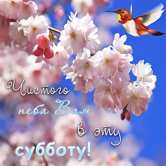 Открытка с нежными цветами и колибри на субботу