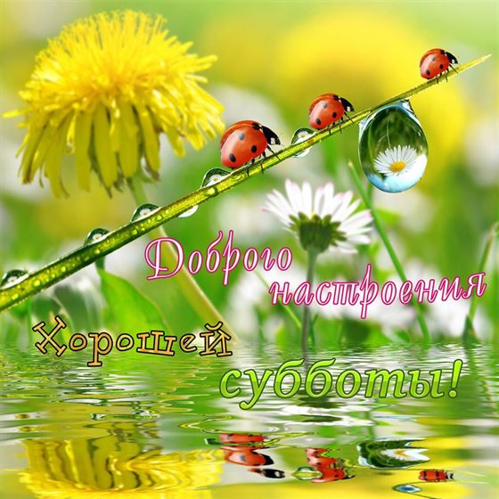 Оригинальная картинка на субботу с божьими коровками