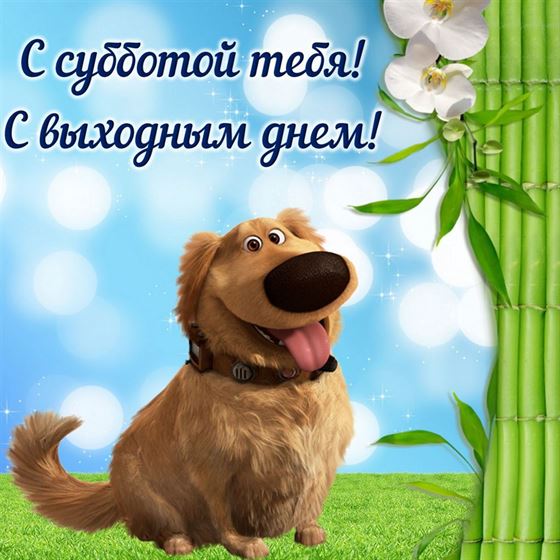 Прикольная картинка на субботу песиком