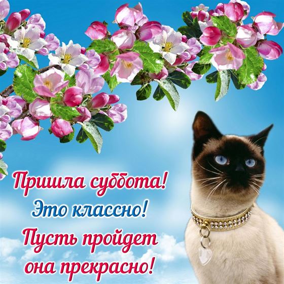 Картинка с котом и веткой с цветами на субботу