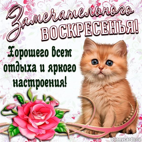 Котенок желает замечательного воскресенья