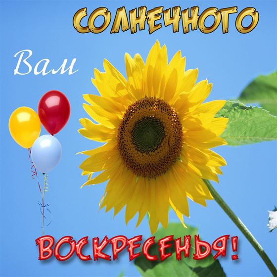 Прикольная открытка с большим подсолнухом на воскресенье