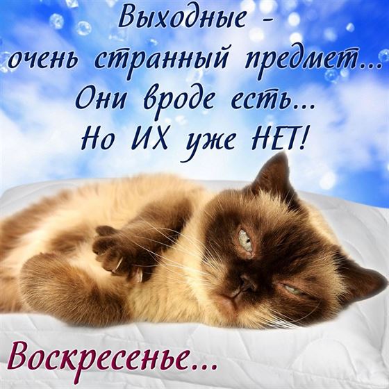 Смешная картинка на воскресенье с сонным котом