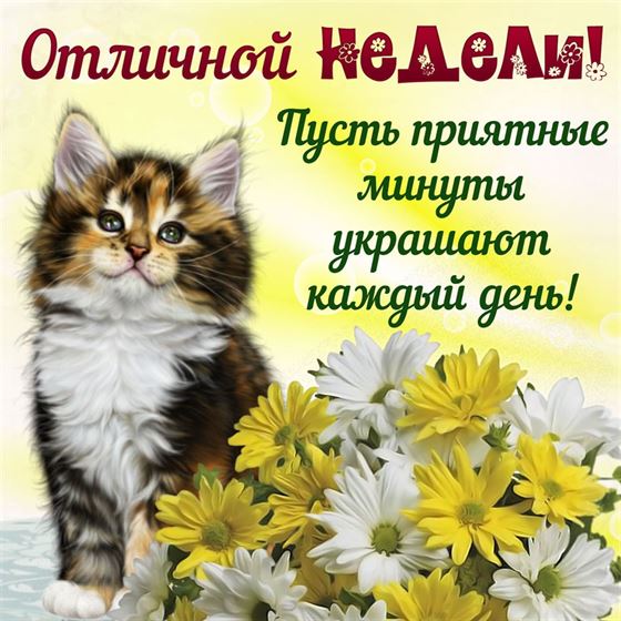 Котенок желает отличной недели