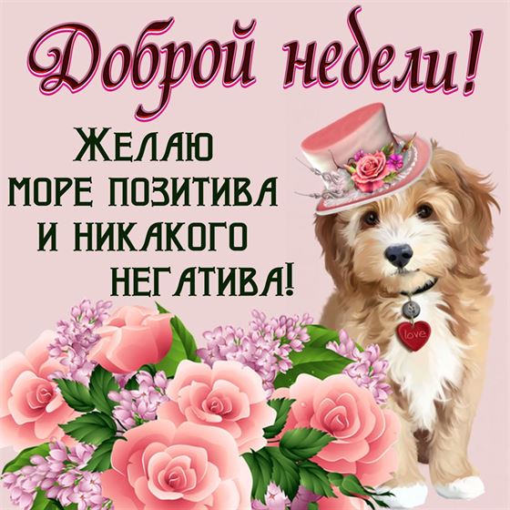 Оригинальная картинка с собакой в шляпе на начало недели