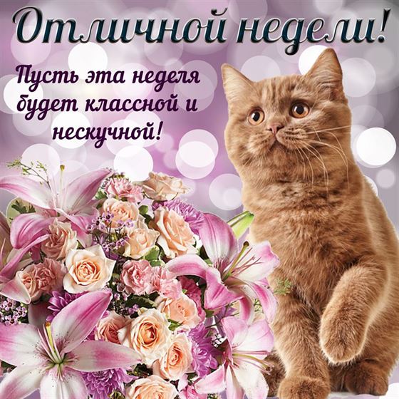 Милая картинка на начало недели с котиком и красивым букетом