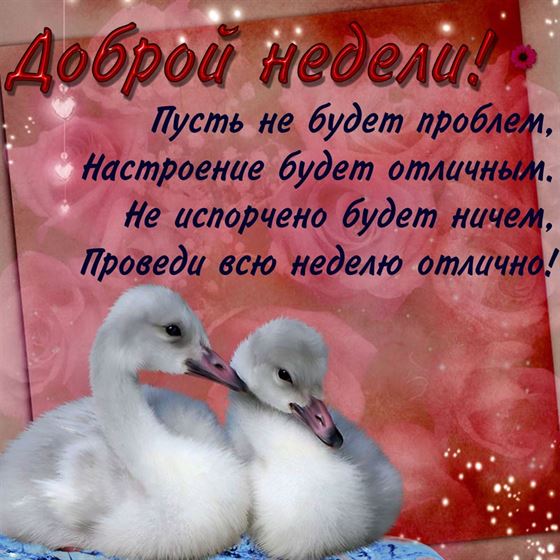 Открытка на начало недели с лебедятами