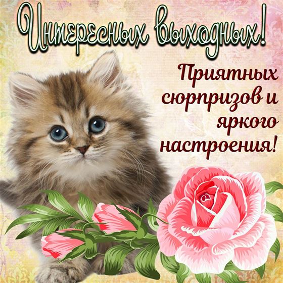 Котенок с розой желает интересных выходных