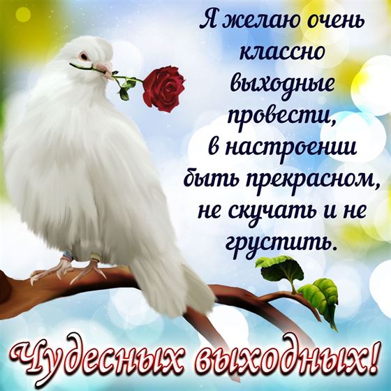 Голубь с розой и пожелание на выходные