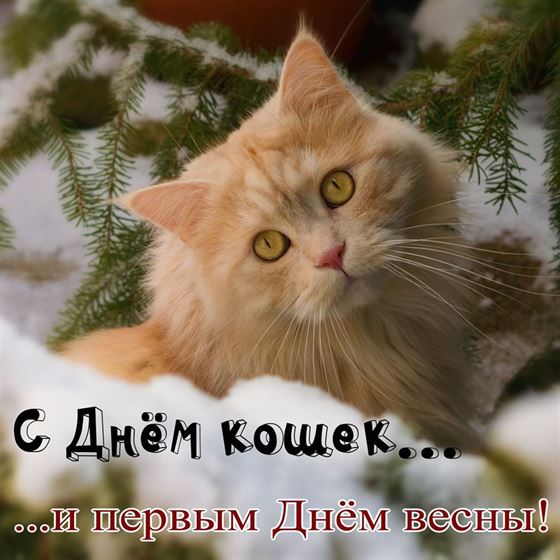 Картинка на День кошек с котом в снегу
