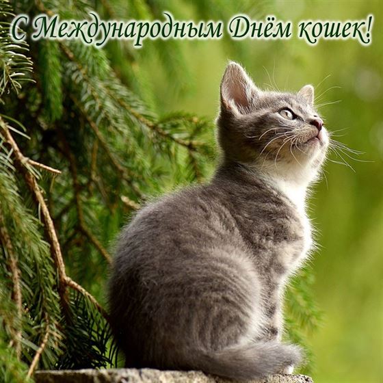Креативная открытка с котенком в лесу на День кошек